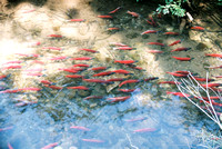 Salmon Run - Causey Reservoir - Utah