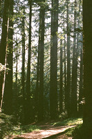 Redwood Forest