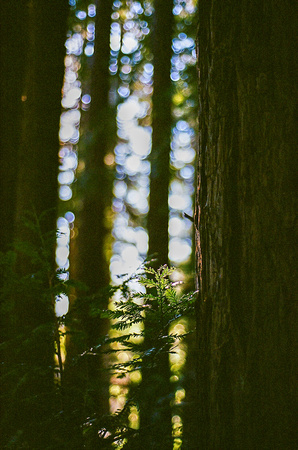 Through the Redwoods