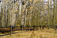 Birch Trees in the La Sals Mountains