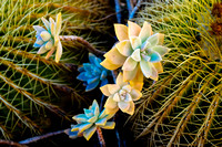 Cactus & Succulent - San Diego