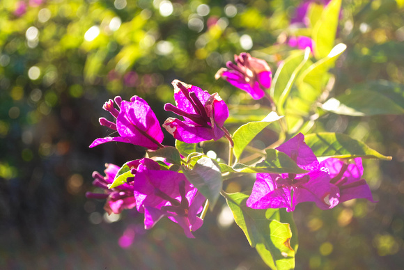 Sunny Bougainvillea - San Diego