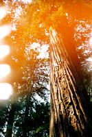 Colorful Redwood - Pentax - Kodak Portra 400