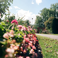 Flowers - Peace Gardens, Salt Lake City - Rolleiflex